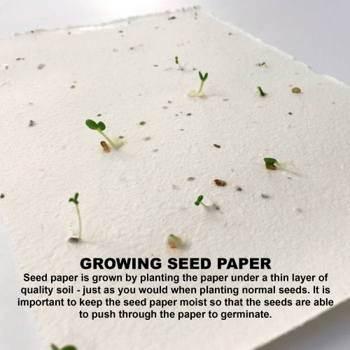 Lavender Seed Sticky Note Pad - MH015