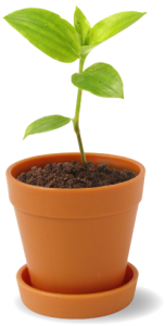 Mini Plant Pot with Seeds